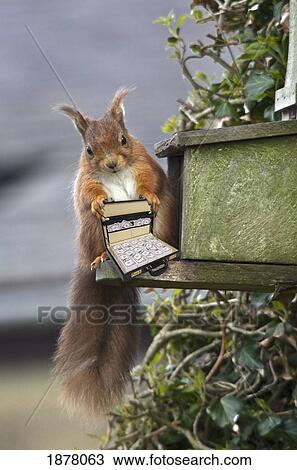 Stock Image - red squirrel perched on a ledge holding a miniature briefcase full of money; northumberland, england. Fotosearch