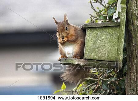 red squirrel (sciurus vulgaris) sitting on a bird house hung on a tree trunk; northumberland, england View Large Photo Image Picture - red squirrel (sciurus vulgaris) sitting on a bird house hung on a tree trunk; northumberland, england. Fotosearch