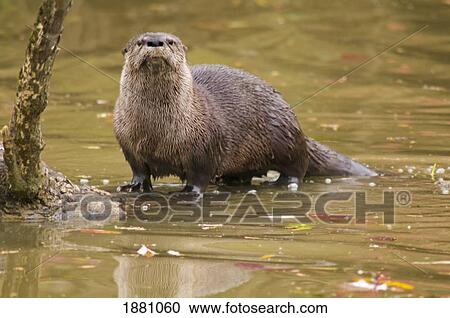 river otter at oaks bottom wildlife refuge; portland, oregon, united states of america View Large Photo Image Stock Image - river otter at oaks bottom wildlife refuge; portland, oregon, united states of america. Fotosearch