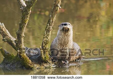river otter at oaks bottom wildlife refuge; portland, oregon, united states of america View Large Photo Image Stock Photo - river otter at oaks bottom wildlife refuge; portland, oregon, united states of america. Fotosearch