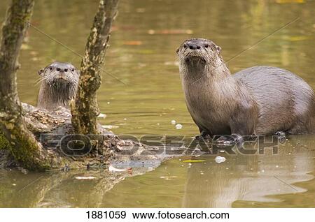 river otters at oaks bottom wildlife refuge; portland, oregon, united states of america View Large Photo Image Stock Photo - river otters at oaks bottom wildlife refuge; portland, oregon, united states of america. Fotosearch