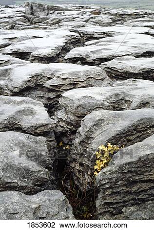Stock Image - Rocky Detail, The Burren, County Clare, Ireland. Fotosearch