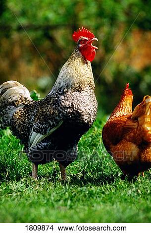 Rooster And Hen View Large Photo Image Picture - Rooster And Hen. Fotosearch