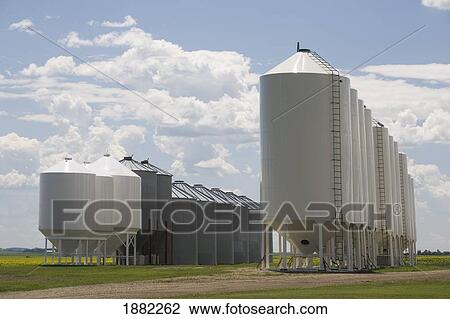 rows of different sized grain bins; alberta, canada View Large Photo Image Stock Image - rows of different sized grain bins; alberta, canada. Fotosearch