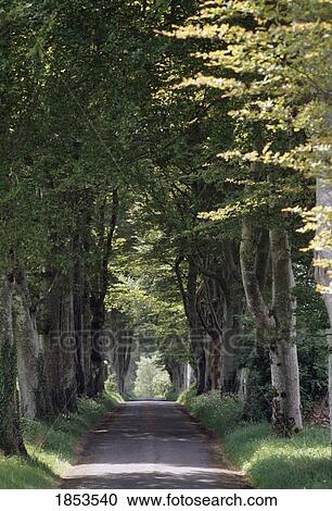 Rural Road, Lough Key Forest Park, Boyle, County Roscommon, Ireland View Large Photo Image Stock Image - Rural Road, Lough Key Forest Park, Boyle, County Roscommon, Ireland. Fotosearch
