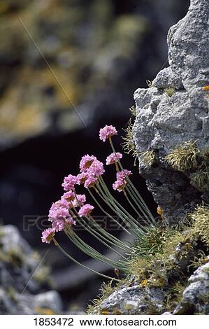 Sea-Pink Wildflowers View Large Photo Image Stock Image - Sea-Pink Wildflowers. Fotosearch