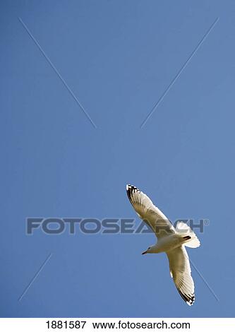 Stock Photo - seagull in flight in a blue sky; sidmouth, devon, england. Fotosearch