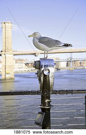Stock Photography - seagull perched on a viewing post; manhattan, new york, united states of america. Fotosearch
