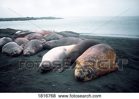 Stock Photo - Seals Sleep On Beach, Auckland Island, New Zealand. Fotosearch