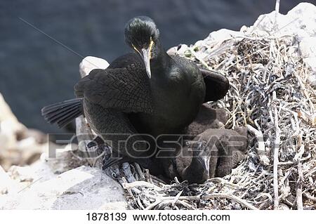 shag (phalacrocoracidae) with a chick; farne islands, northumberland, england View Large Photo Image Stock Photo - shag (phalacrocoracidae) with a chick; farne islands, northumberland, england. Fotosearch