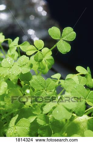 Shamrock, Ireland View Large Photo Image Picture - Shamrock, Ireland. Fotosearch