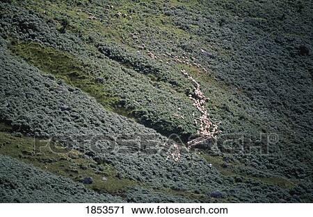 Sheep, Co Wicklow, Ireland View Large Photo Image Stock Image - Sheep, Co Wicklow, Ireland. Fotosearch