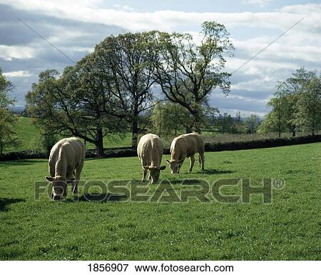 Sheep Grazing In Field, Ireland View Large Photo Image Stock Photo - Sheep Grazing In Field, Ireland. Fotosearch