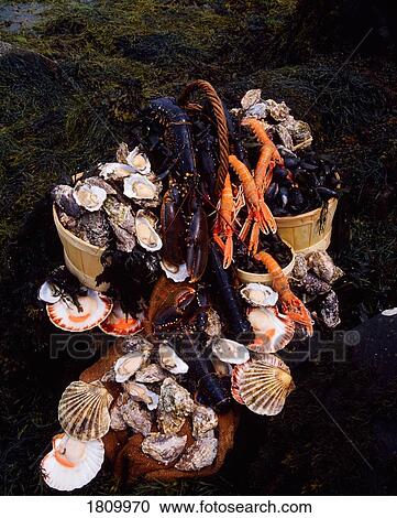 Shellfish, Scallops, Mussels, Oysters, Prawns And Lobsters, Dublin Bay View Large Photo Image Stock Image - Shellfish, Scallops, Mussels, Oysters, Prawns And Lobsters, Dublin Bay. Fotosearch