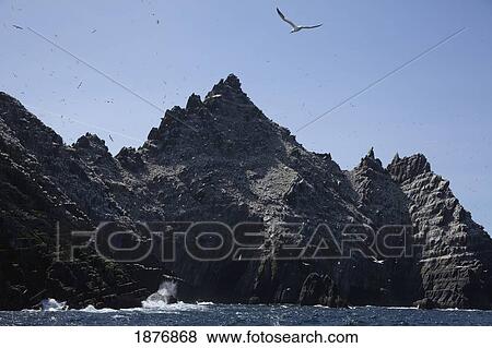 Stock Photo - skellig beag, county kerry, ireland; gannet (sulidae) colony. Fotosearch