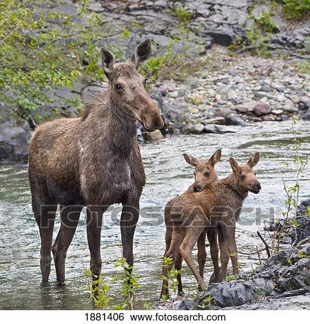 Stock Photograph - sow moose and calves at waterton national park; alberta, canada. Fotosearch