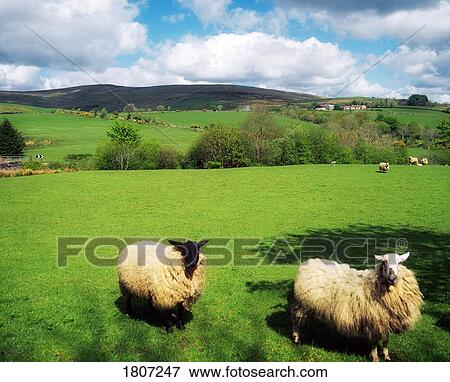 Sperrin Mountains, County Tyrone, Ireland, Sheep View Large Photo Image Stock Photo - Sperrin Mountains, County Tyrone, Ireland, Sheep. Fotosearch