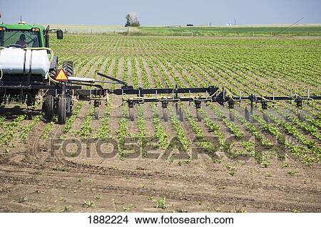 sprayer spraying field of sugar beets growing in rows; alberta, canada View Large Photo Image Picture - sprayer spraying field of sugar beets growing in rows; alberta, canada. Fotosearch