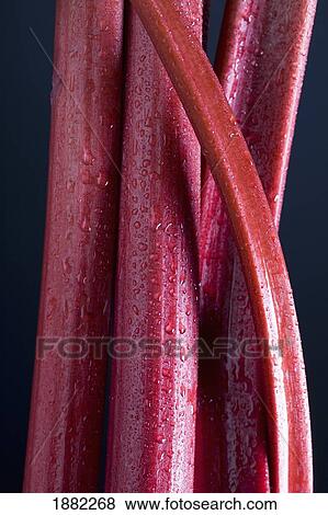stocks of rhubarb with water drops View Large Photo Image Stock Photo - stocks of rhubarb with water drops. Fotosearch