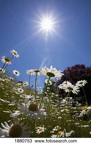 sunlight on a field of daisies; happy valley, oregon, united states of america View Large Photo Image Stock Image - sunlight on a field of daisies; happy valley, oregon, united states of america. Fotosearch