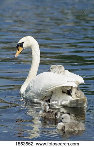 Swan And Cygnets, Clonmel, Co Tipperary, Ireland View Large Photo Image Stock Image - Swan And Cygnets, Clonmel, Co Tipperary, Ireland. Fotosearch