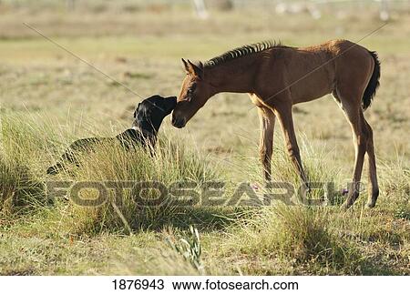 tarifa, cadiz, andalusia, spain; a dog and a foal greet each other View Large Photo Image Stock Image - tarifa, cadiz, andalusia, spain; a dog and a foal greet each other. Fotosearch