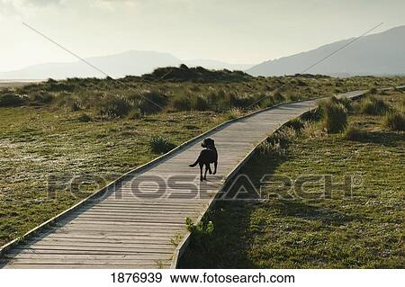 tarifa, cadiz, andalusia, spain; a dog walking down a boardwalk in costa de la luz View Large Photo Image Stock Photo - tarifa, cadiz, andalusia, spain; a dog walking down a boardwalk in costa de la luz. Fotosearch