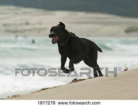 tarifa, cadiz, andalusia, spain; a dog running on punta paloma beach View Large Photo Image Stock Photo - tarifa, cadiz, andalusia, spain; a dog running on punta paloma beach. Fotosearch