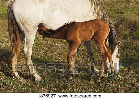 tarifa, cadiz, andalusia, spain; a foal drinks milk from it's mother View Large Photo Image Stock Photo - tarifa, cadiz, andalusia, spain; a foal drinks milk from it's mother. Fotosearch