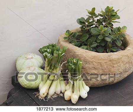 Stock Image - tarifa, cadiz, andalusia, spain; onions, cabbages and a plant in a stone pot on a wooden table. Fotosearch