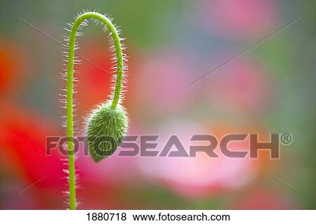 the bud of a wildflower in columbia river gorge national scenic area; portland, oregon, united states of america View Large Photo Image Stock Photo - the bud of a wildflower in columbia river gorge national scenic area; portland, oregon, united states of america. Fotosearch