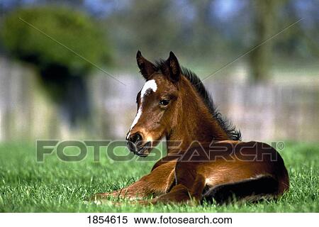 Thoroughbred Horse, Ireland View Large Photo Image Stock Photography - Thoroughbred Horse, Ireland. Fotosearch