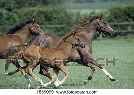 Thoroughbred Horses, Ireland View Large Photo Image Stock Photo - Thoroughbred Horses, Ireland. Fotosearch