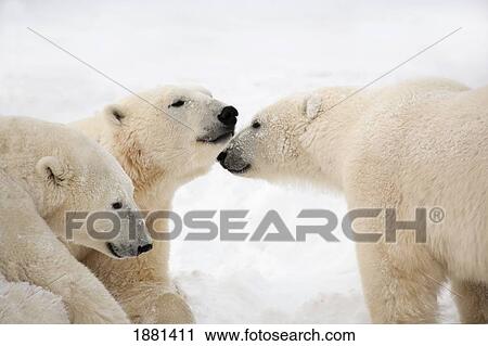three polar bears (ursus maritimus) being affectionate; nunavut, canada View Large Photo Image Stock Image - three polar bears (ursus maritimus) being affectionate; nunavut, canada. Fotosearch