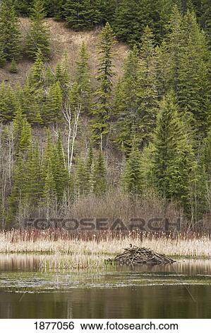 thunder bay, ontario, canada; a beaver lodge in a pond View Large Photo Image Stock Photograph - thunder bay, ontario, canada; a beaver lodge in a pond. Fotosearch