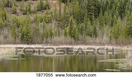 thunder bay, ontario, canada; a beaver lodge in a pond View Large Photo Image Stock Photography - thunder bay, ontario, canada; a beaver lodge in a pond. Fotosearch