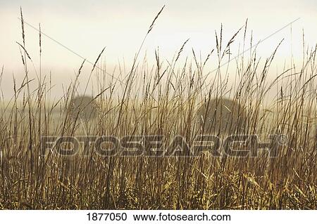 thunder bay, ontario, canada; bales of hay in a field in the fog View Large Photo Image Stock Image - thunder bay, ontario, canada; bales of hay in a field in the fog. Fotosearch