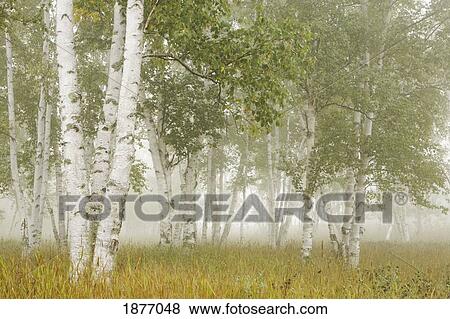Stock Photo - thunder bay, ontario, canada; birch trees in the fog. Fotosearch