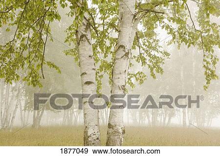 thunder bay, ontario, canada; birch trees in the fog View Large Photo Image Stock Photo - thunder bay, ontario, canada; birch trees in the fog. Fotosearch