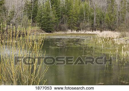 thunder bay, ontario, canada; bulrushes surrounding a pond View Large Photo Image Stock Image - thunder bay, ontario, canada; bulrushes surrounding a pond. Fotosearch
