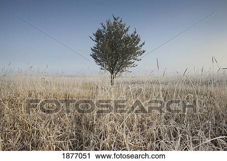 Stock Image - thunder bay, ontario, canada; frost on tall grass. Fotosearch