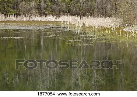 Picture - thunder bay, ontario, canada; reflections in a pond surrounded by bulrushes. Fotosearch
