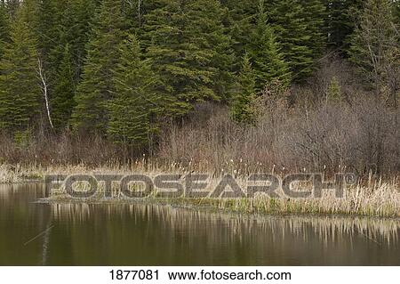 thunder bay, ontario, canada; reflections in a pond with bulrushes along the shore View Large Photo Image Stock Image - thunder bay, ontario, canada; reflections in a pond with bulrushes along the shore. Fotosearch