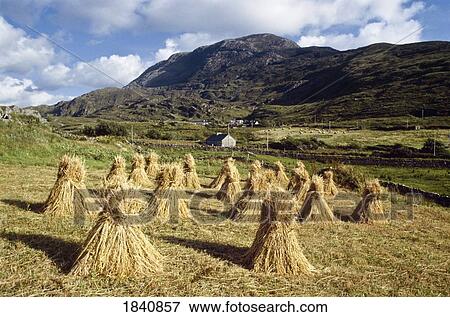 Traditional Farming, Wheat Stooks, View Large Photo Image Stock Photo - Traditional Farming, Wheat Stooks,. Fotosearch