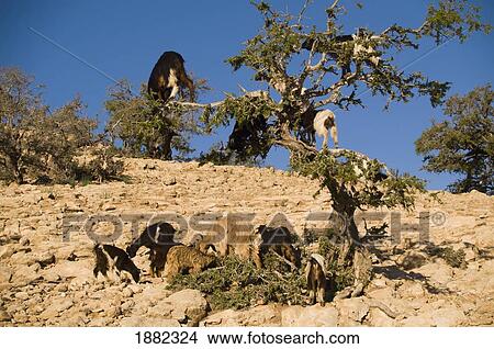 tree climbing goats; skoura, morocco View Large Photo Image Picture - tree climbing goats; skoura, morocco. Fotosearch