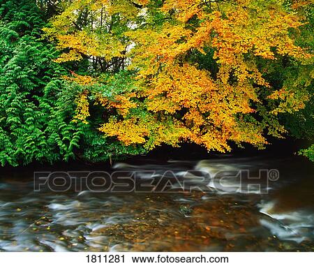 Stock Image - Trees Along A River. Fotosearch