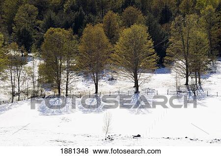 trees in the snow; iron hill, quebec, canada View Large Photo Image Stock Photo - trees in the snow; iron hill, quebec, canada. Fotosearch