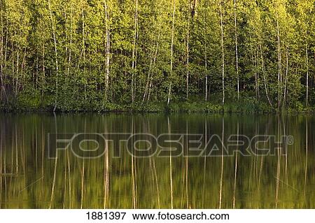 Stock Photo - trees reflected in the water; foster, quebec, canada. Fotosearch
