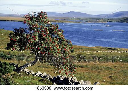 Trees, Rowan Trees, Near Achill Island View Large Photo Image Stock Photo - Trees, Rowan Trees, Near Achill Island. Fotosearch