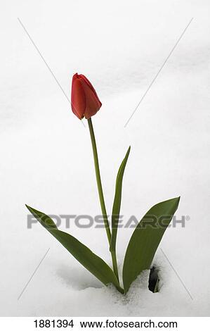 Picture - tulip in the snow; iron hill, quebec, canada. Fotosearch